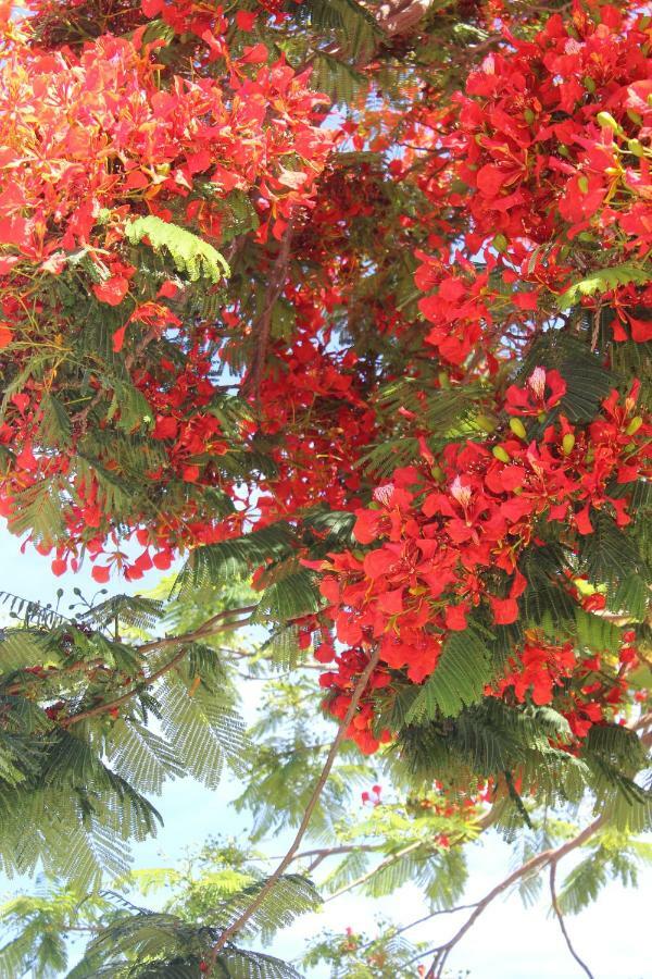 Jardines Canarios Los Cristianos  Buitenkant foto